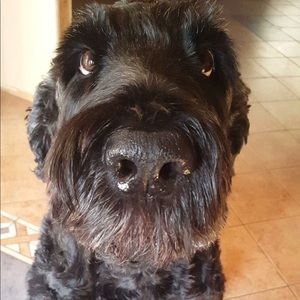 Meet your Posher, Lorelei